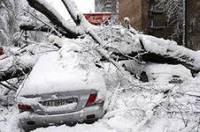 Откуда ж чиновникам было знать, что в декабре выпадет снег. В Киеве начался повальный падеж деревьев
